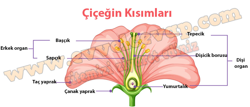 Çiçeğin gösterilen kısımlarının isimlerini ilgili alanlara yazalım.
