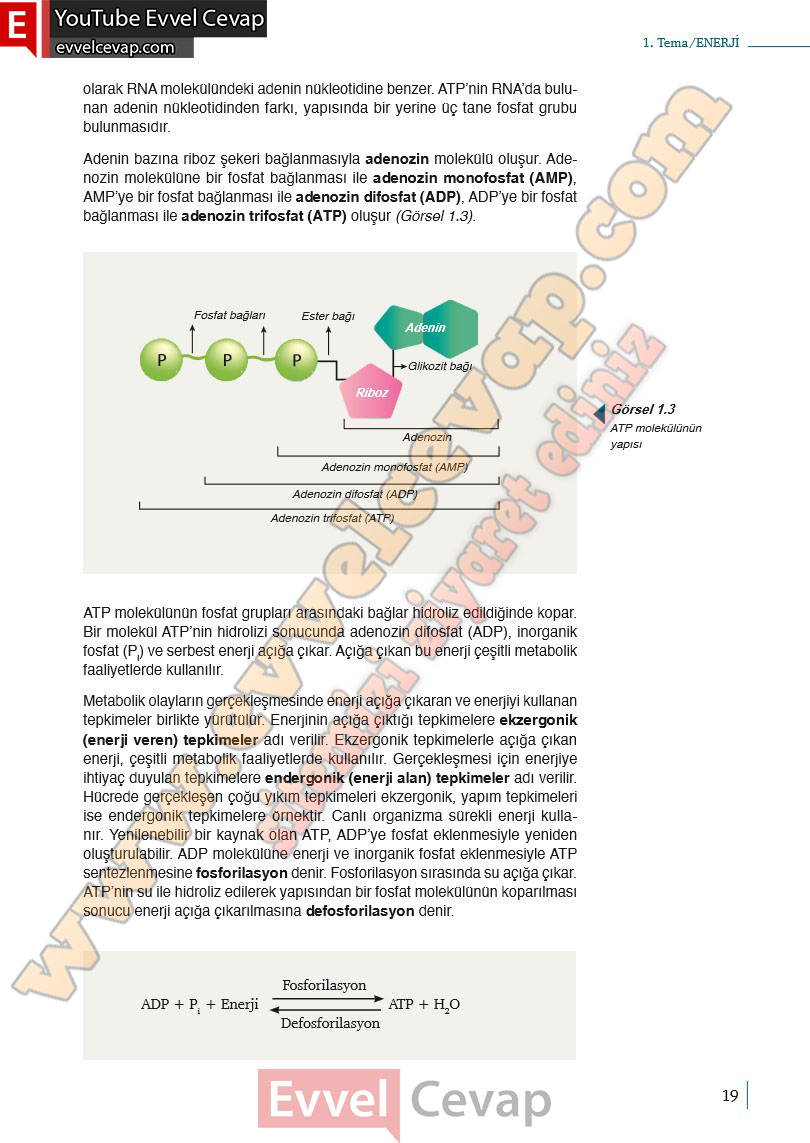 10-sinif-biyoloji-ders-kitabi-cevaplari-meb-yayinlari-2025-2026-sayfa-19