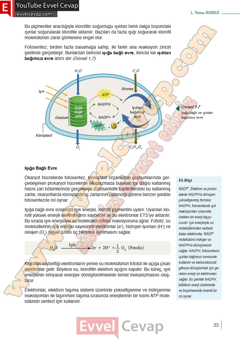 10-sinif-biyoloji-ders-kitabi-cevaplari-meb-yayinlari-2025-2026-sayfa-25