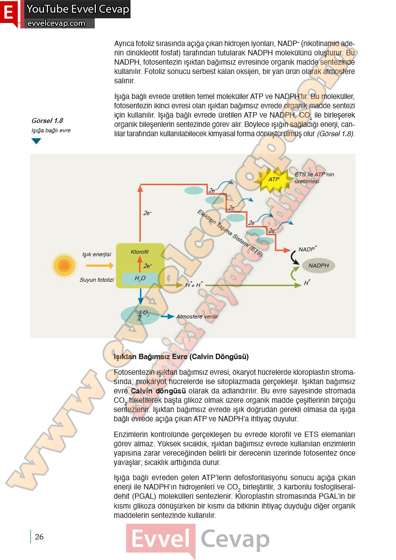 10-sinif-biyoloji-ders-kitabi-cevaplari-meb-yayinlari-2025-2026-sayfa-26