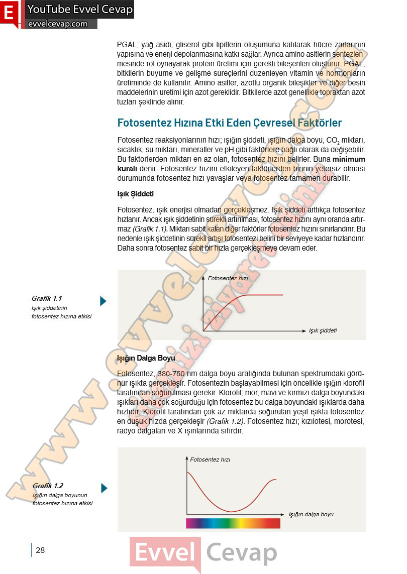 10-sinif-biyoloji-ders-kitabi-cevaplari-meb-yayinlari-2025-2026-sayfa-28