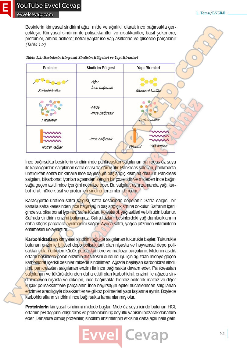 10-sinif-biyoloji-ders-kitabi-cevaplari-meb-yayinlari-2025-2026-sayfa-51