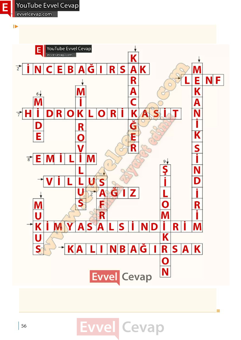 10-sinif-biyoloji-ders-kitabi-cevaplari-meb-yayinlari-2025-2026-sayfa-56