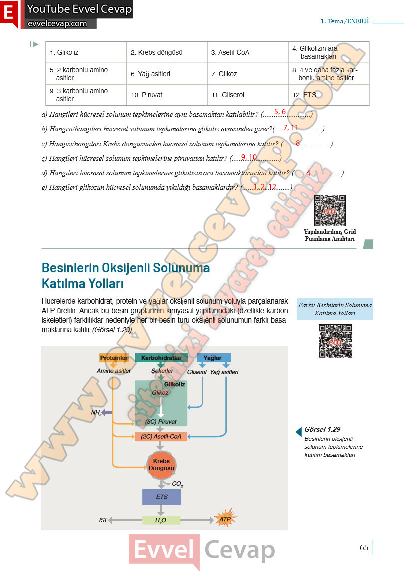 10-sinif-biyoloji-ders-kitabi-cevaplari-meb-yayinlari-2025-2026-sayfa-65
