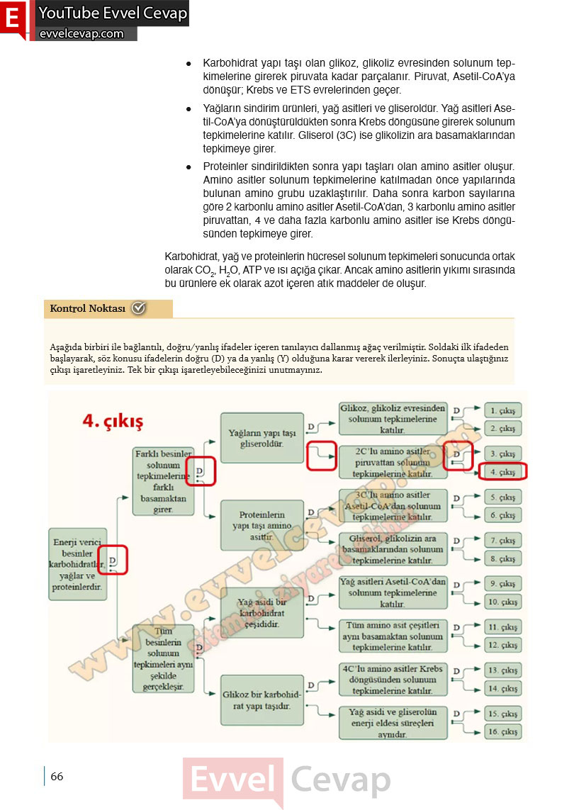 10-sinif-biyoloji-ders-kitabi-cevaplari-meb-yayinlari-2025-2026-sayfa-66