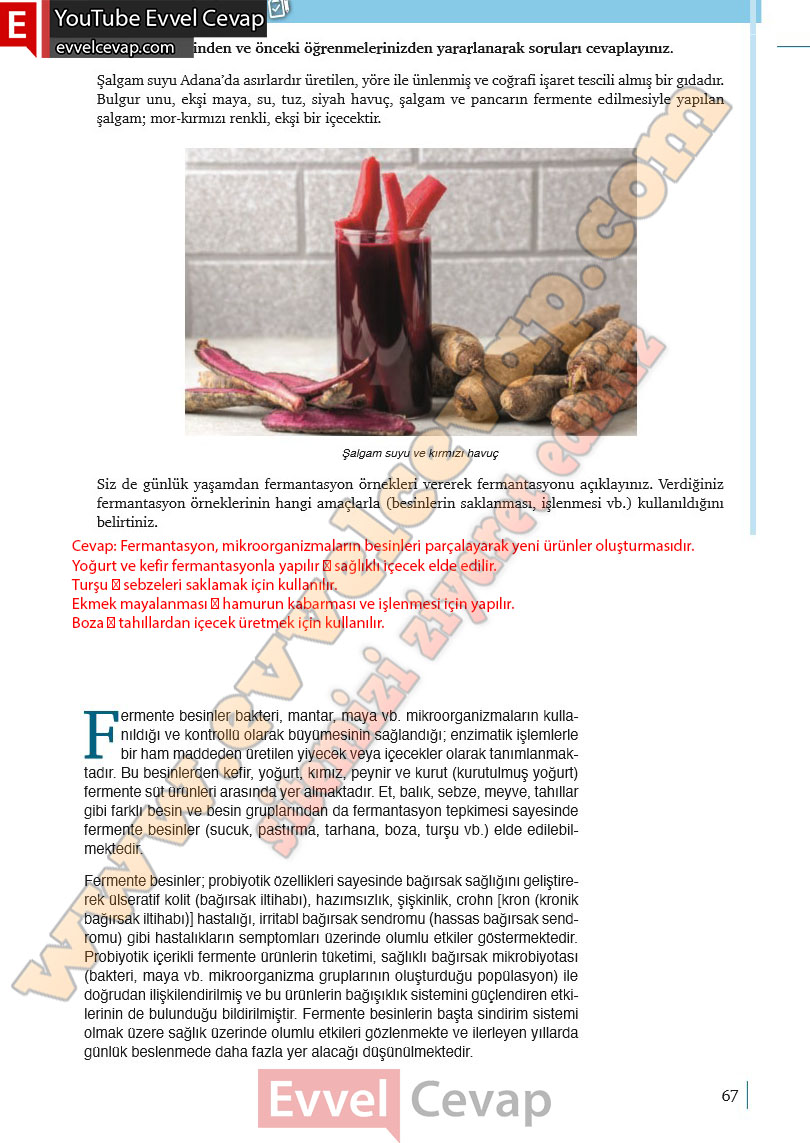 10-sinif-biyoloji-ders-kitabi-cevaplari-meb-yayinlari-2025-2026-sayfa-67