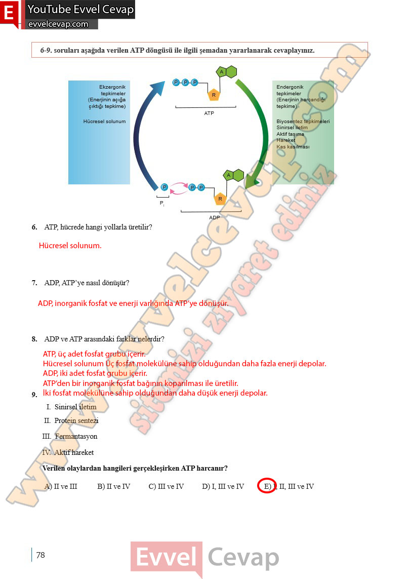 10-sinif-biyoloji-ders-kitabi-cevaplari-meb-yayinlari-2025-2026-sayfa-78
