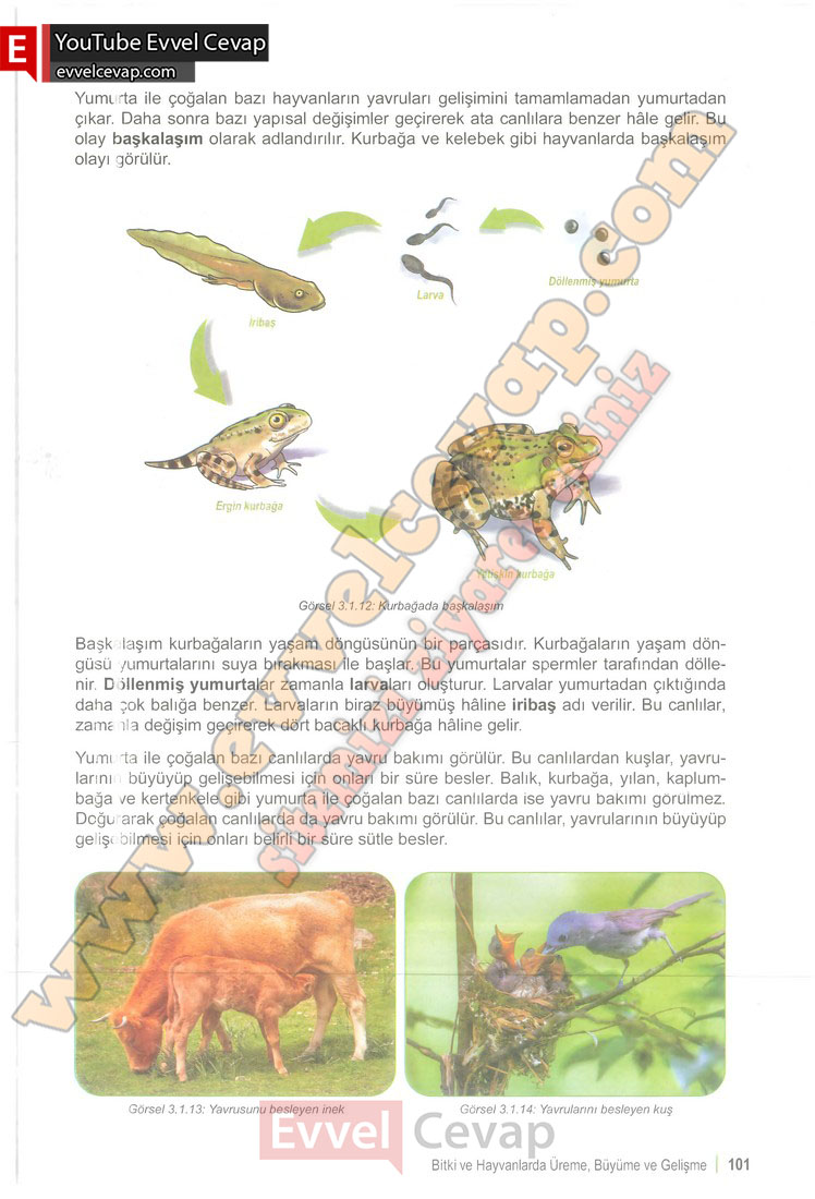 6-sinif-fen-bilimleri-ders-kitabi-cevabi-meb-yayinlari-1-kitap-sayfa-101