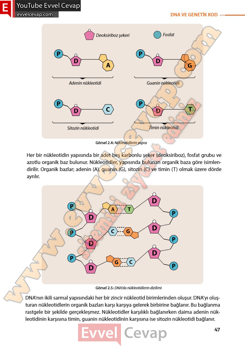 8-sinif-fen-bilimleri-ders-kitabi-cevabi-meb-yayinlari-sayfa-47