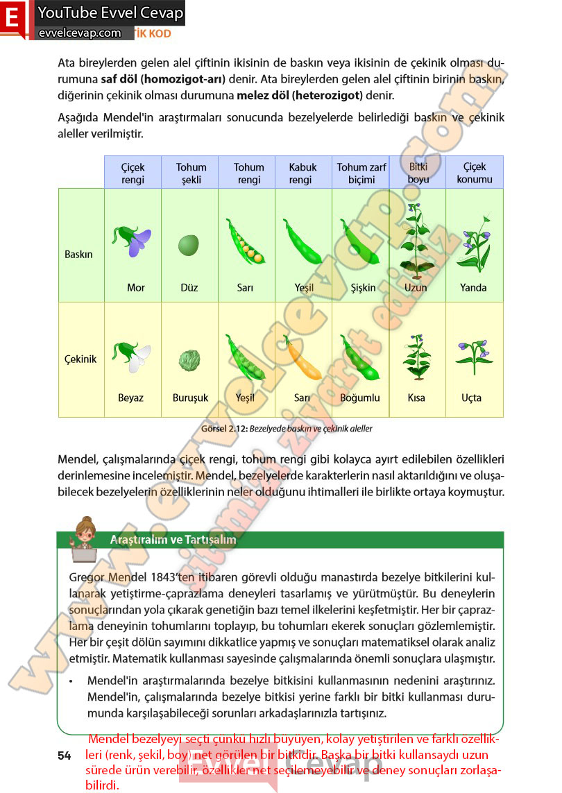 8-sinif-fen-bilimleri-ders-kitabi-cevabi-meb-yayinlari-sayfa-54
