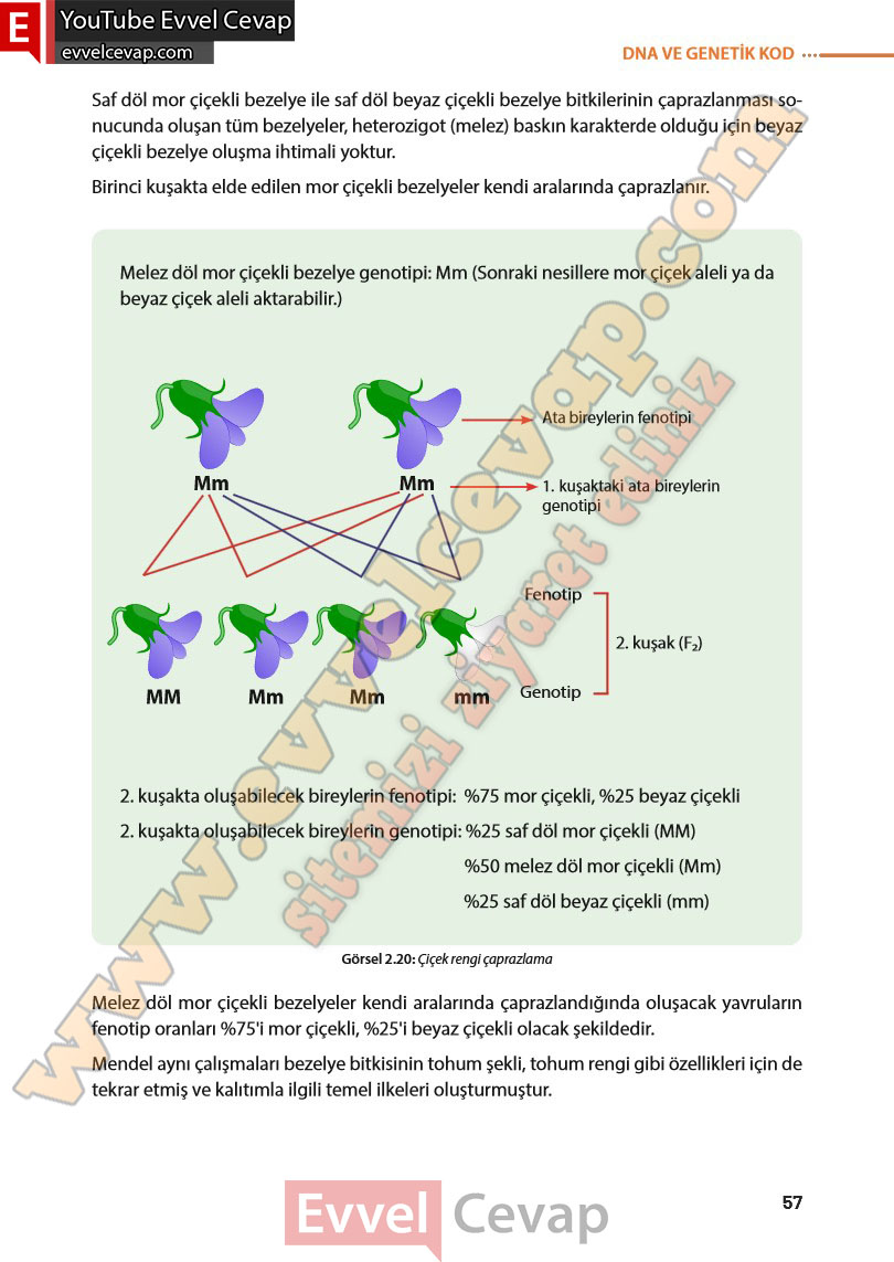 8-sinif-fen-bilimleri-ders-kitabi-cevabi-meb-yayinlari-sayfa-57