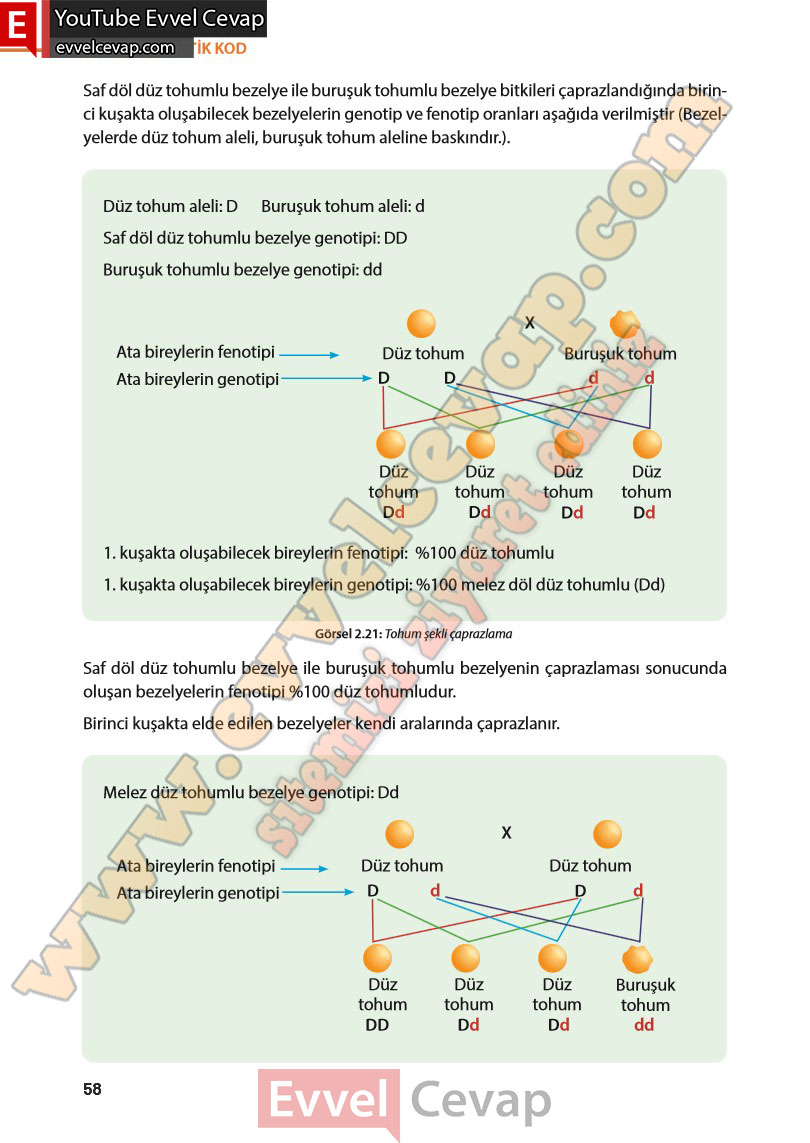 8-sinif-fen-bilimleri-ders-kitabi-cevabi-meb-yayinlari-sayfa-58