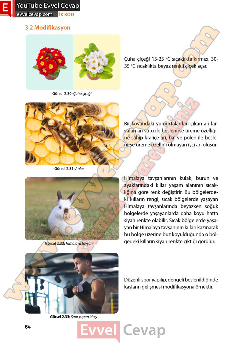 8-sinif-fen-bilimleri-ders-kitabi-cevabi-meb-yayinlari-sayfa-64