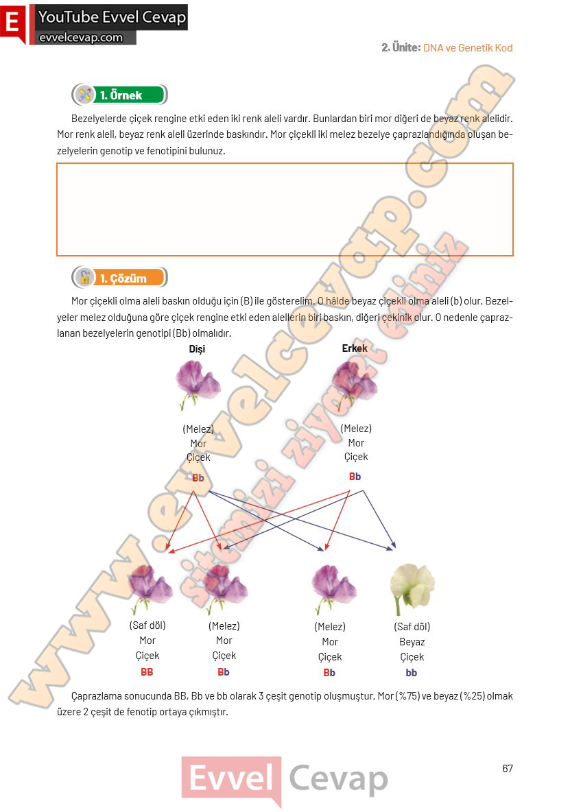 8-sinif-fen-bilimleri-ders-kitabi-cevaplari-hecce-yayincilik-sayfa-67