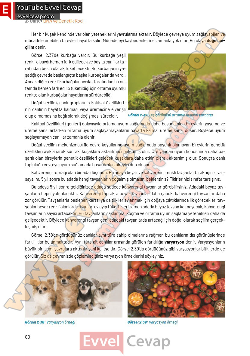 8-sinif-fen-bilimleri-ders-kitabi-cevaplari-hecce-yayincilik-sayfa-80