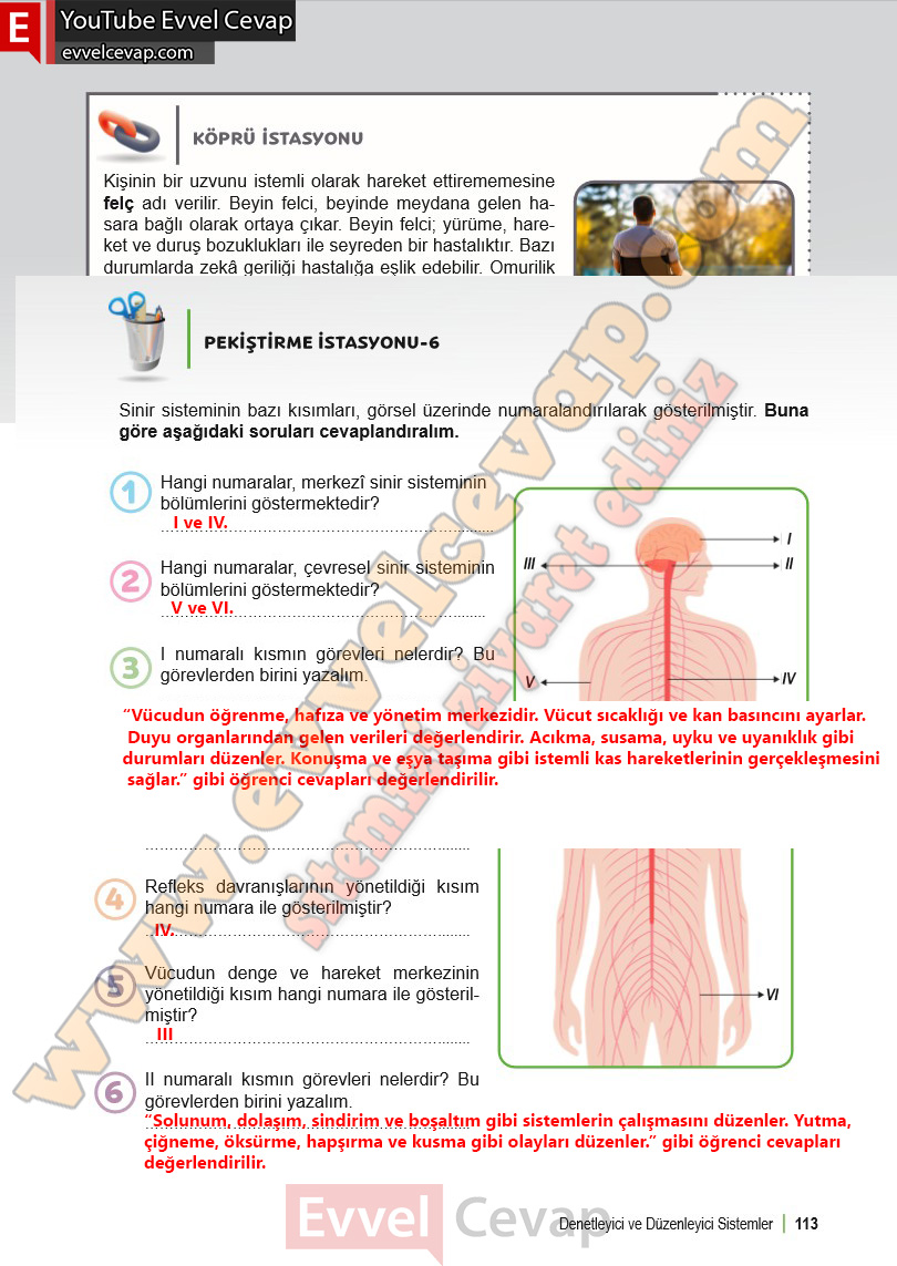 6-sinif-fen-bilimleri-ders-kitabi-cevabi-meb-yayinlari-1-kitap-sayfa-113