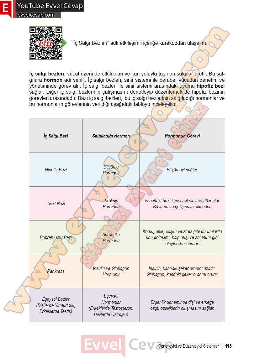 6-sinif-fen-bilimleri-ders-kitabi-cevabi-meb-yayinlari-1-kitap-sayfa-115