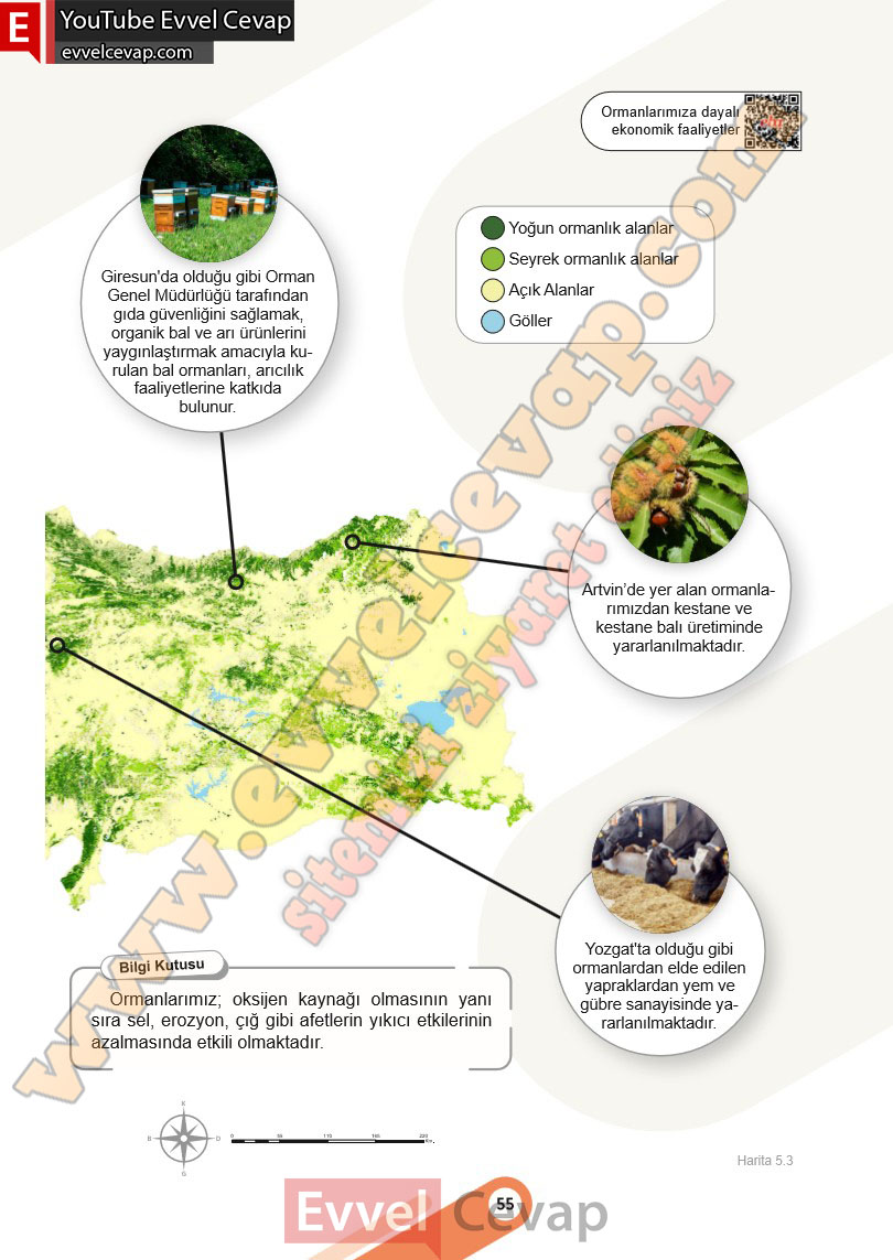 6-sinif-sosyal-bilgiler-ders-kitabi-cevabi-meb-yayinlari-2-kitap-sayfa-55