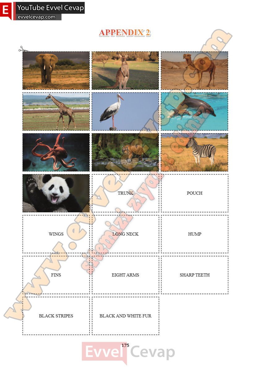 7-sinif-ingilizce-ders-kitabi-cevabi-sdr-ipekyolu-yayinlari-sayfa-175