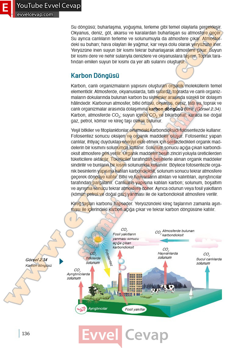 10-sinif-biyoloji-ders-kitabi-cevaplari-meb-yayinlari-2025-2026-sayfa-136