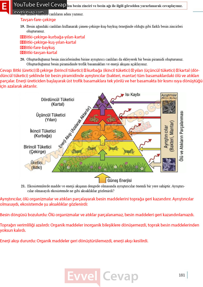 10-sinif-biyoloji-ders-kitabi-cevaplari-meb-yayinlari-2025-2026-sayfa-181